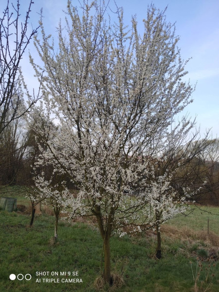 svestka_v _kvetu.jpg